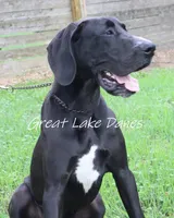 Meet Sue , a female Great Dane for sale in Allendale, MI – 3 of 4