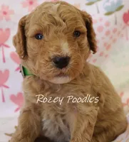 Dior's Green Collar Boy , a male Poodle - Standard  for sale in Allendale, MI – 3 of 4