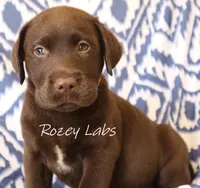 English Boy- Yellow Collar , a male Labrador Retriever for sale in Allendale, MI – 6 of 8