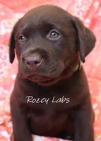 English Chocolate Lab Male , a male Labrador Retriever for sale in Allendale, MI – 8 of 9