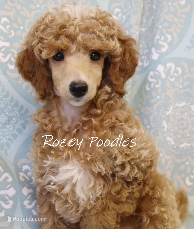 Butterscotch  – Poodle - Toy  puppy for sale in Allendale, MI