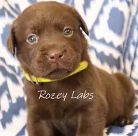 English Chocolate Female , a male Labrador Retriever for sale in Allendale, MI – 6 of 10