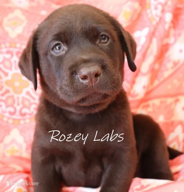 English Chocolate Lab Male  – Labrador Retriever puppy for sale in Allendale, MI