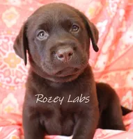 English Chocolate Lab Male , a male Labrador Retriever for sale in Allendale, MI – 1 of 9