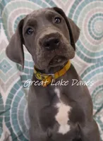 Yellow Collar Girl , a female Great Dane for sale in Allendale, MI – 5 of 5