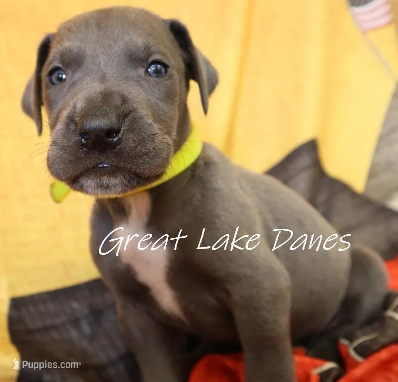 Blue Boy  – Great Dane puppy for sale in Allendale, MI