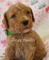 Dior's Green Collar Boy , a male Poodle - Standard  for sale in Allendale, MI – 2 of 4