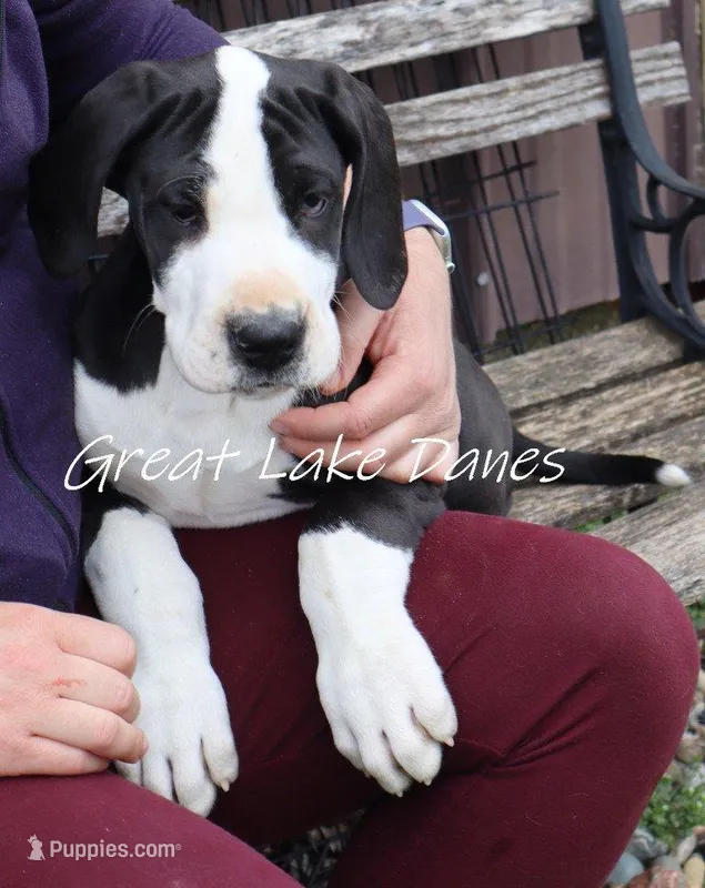 Mantle – Great Dane puppy for sale in Allendale, MI