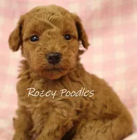 Apricot's Green Collar Boy , a female Poodle - Toy  for sale in Allendale, MI – 3 of 4