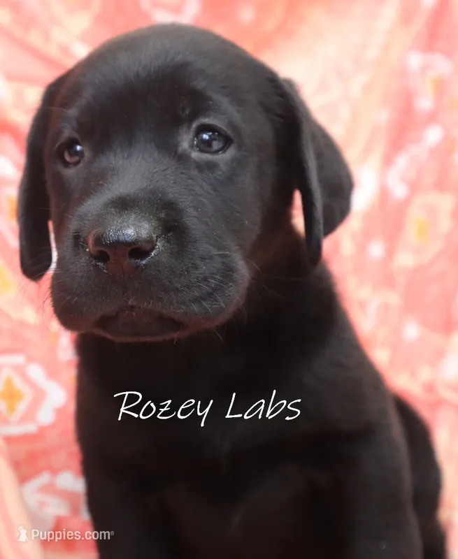 AKC English Black Lab Female  – Labrador Retriever puppy for sale in Allendale, MI