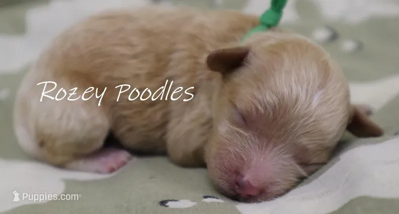 Cinnamons Girl  – Poodle - Toy  puppy for sale in Allendale, MI