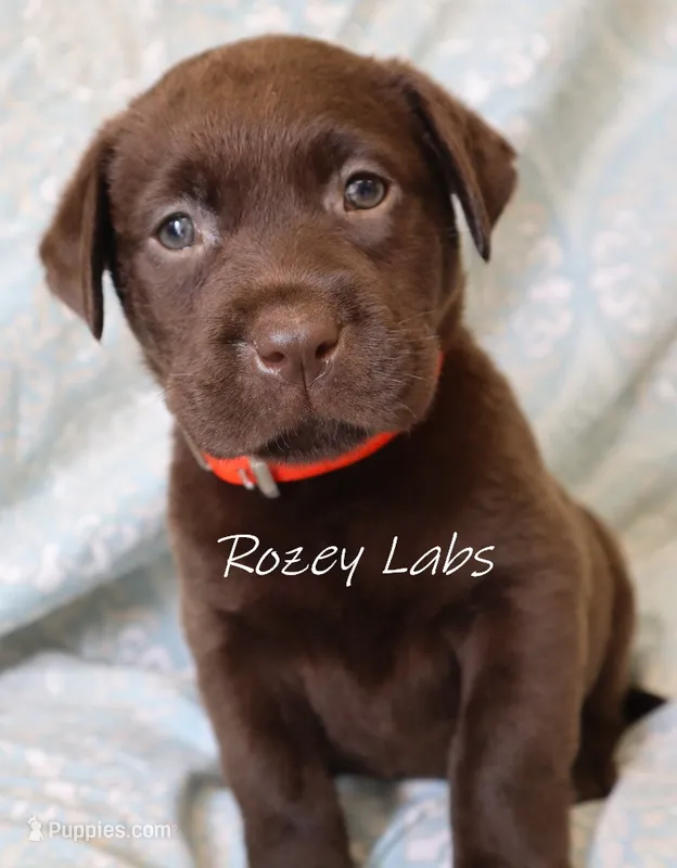 Full English Stocky- Pink Collar Girl – Labrador Retriever puppy for sale in Allendale, MI