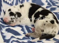 Harlequin Boy , a male Great Dane for sale in Allendale, MI – 4 of 4