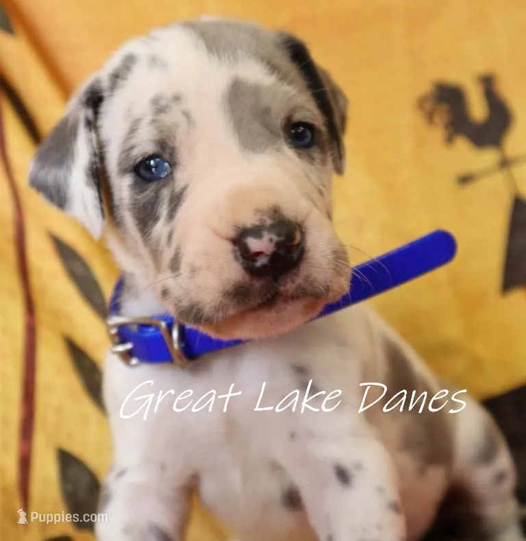 Blue Harlequin Girl  – Great Dane puppy for sale in Allendale, MI