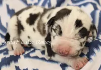 Harlequin Boy , a male Great Dane for sale in Allendale, MI – 1 of 4