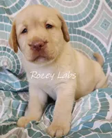 English Yellow, a male Labrador Retriever for sale in Allendale, MI – 5 of 8