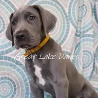 Yellow Collar Girl , a female Great Dane for sale in Allendale, MI – 3 of 5