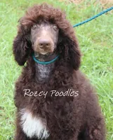 Marcus , a male Poodle - Standard  for sale in Allendale, MI – 5 of 10