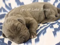 Blue Girl--Yellow Collar Girl , a female Great Dane for sale in Allendale, MI – 3 of 3