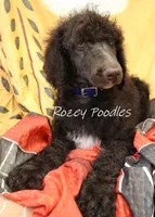 Blue Boy-- Mary Jane , a male Poodle - Standard  for sale in Allendale, MI – 3 of 4