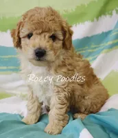 Sugar baby, a male Poodle - Toy  for sale in Allendale, MI – Photo 1 of 6