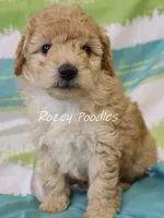 Sugar baby, a male Poodle - Toy  for sale in Allendale, MI – Photo 5 of 6