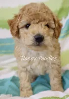 Sugar baby, a male Poodle - Toy  for sale in Allendale, MI – Photo 2 of 6