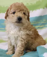 Sugar baby, a male Poodle - Toy  for sale in Allendale, MI – Photo 6 of 6