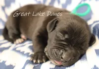 Black Girl , a female Great Dane for sale in Allendale, MI – 4 of 4