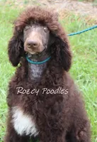 Marcus , a male Poodle - Standard  for sale in Allendale, MI – 9 of 10