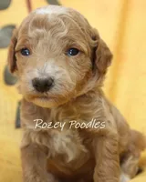 Papaya's Blue Boy , a male Poodle - Toy  for sale in Allendale, MI – 2 of 2