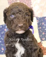 Blue Boy-- Mary Jane , a male Poodle - Standard  for sale in Allendale, MI – 3 of 4