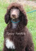 Marcus , a male Poodle - Standard  for sale in Allendale, MI – 7 of 10
