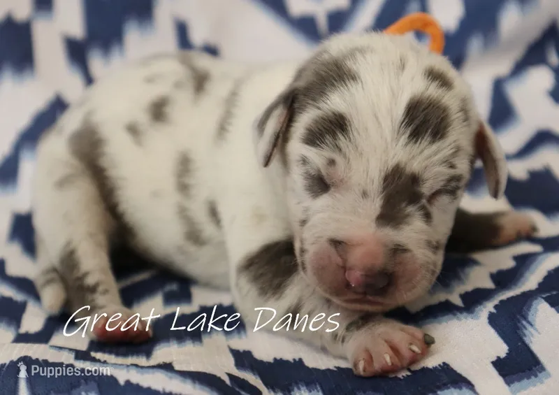 Blue Harlequin Boy  – Great Dane puppy for sale in Allendale, MI