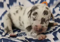 Blue Harlequin Boy , a male Great Dane for sale in Allendale, MI – 1 of 2