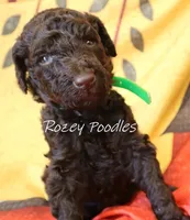 Prada's Green Boy , a male Poodle - Standard  for sale in Allendale, MI – 2 of 3