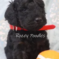 Phantom Red Boy Fiona, a male Poodle - Miniature  for sale in Allendale, MI – Photo 3 of 5