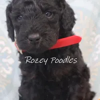 Phantom Red Boy Fiona, a male Poodle - Miniature  for sale in Allendale, MI – Photo 5 of 5