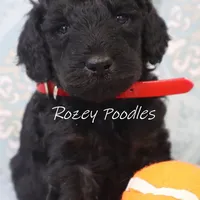 Phantom Red Boy Fiona, a male Poodle - Miniature  for sale in Allendale, MI – Photo 2 of 5