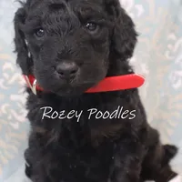 Phantom Red Boy Fiona, a male Poodle - Miniature  for sale in Allendale, MI – Photo 4 of 5