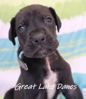 Blue Collar Girl Black, a female Great Dane for sale in Allendale, MI – 2 of 2