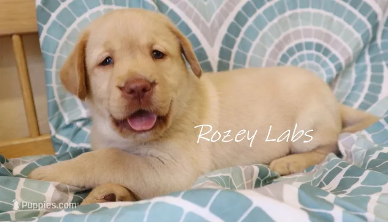 English Yellow – Labrador Retriever puppy for sale in Allendale, MI