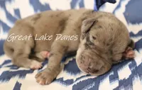 Merle--Blue Collar , a female Great Dane for sale in Allendale, MI – 3 of 4