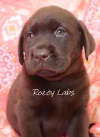 AKC English Chocolate Female , a female Labrador Retriever for sale in Allendale, MI – 4 of 5