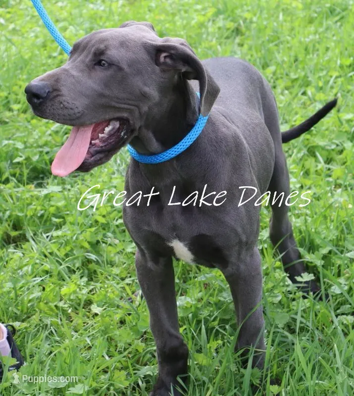 Jewel – Great Dane puppy for sale in Allendale, MI