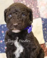 Blue Boy-- Mary Jane , a male Poodle - Standard  for sale in Allendale, MI – 2 of 4