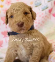 Dior's Blue Collar Girl , a female Poodle - Standard  for sale in Allendale, MI – 3 of 4
