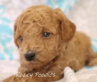 Blue Collar Boy Cherry Pup , a male Poodle - Toy  for sale in Allendale, MI – 2 of 4