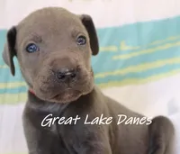 Red Collar Girl-Blue Girl , a female Great Dane for sale in Allendale, MI – 4 of 4