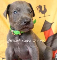 Green Collar Girl , a female Great Dane for sale in Allendale, MI – 2 of 7